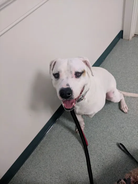 Piedmont Veterinary Service Picture 4