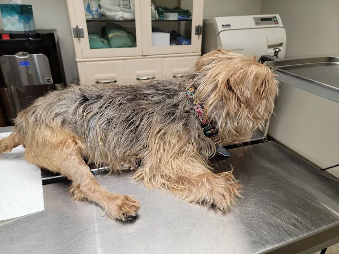 Imperial Animal Hospital Picture 5