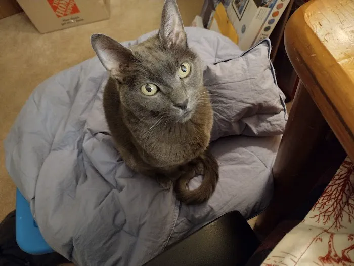 Whispering Pines Veterinary Services - Hermitage Picture 1