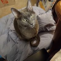 Whispering Pines Veterinary Services - Hermitage ico