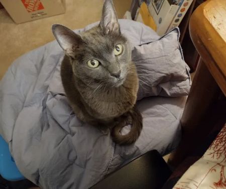 Whispering Pines Veterinary Services - Hermitage