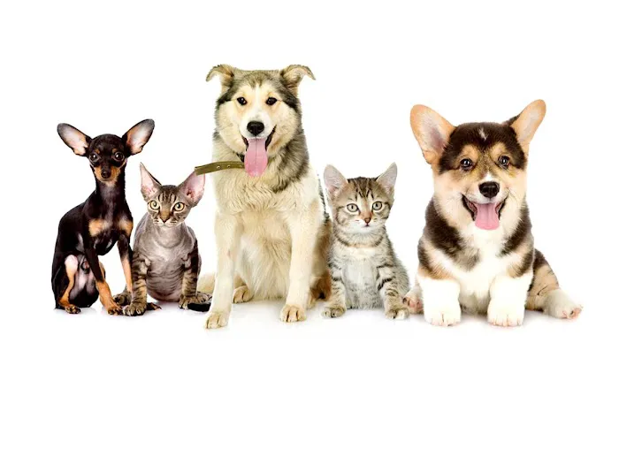 Fette Veterinary Clinic Picture 1