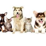 Fette Veterinary Clinic