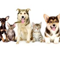Fette Veterinary Clinic ico