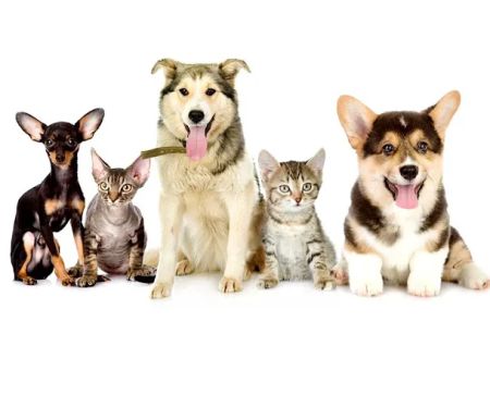 Fette Veterinary Clinic