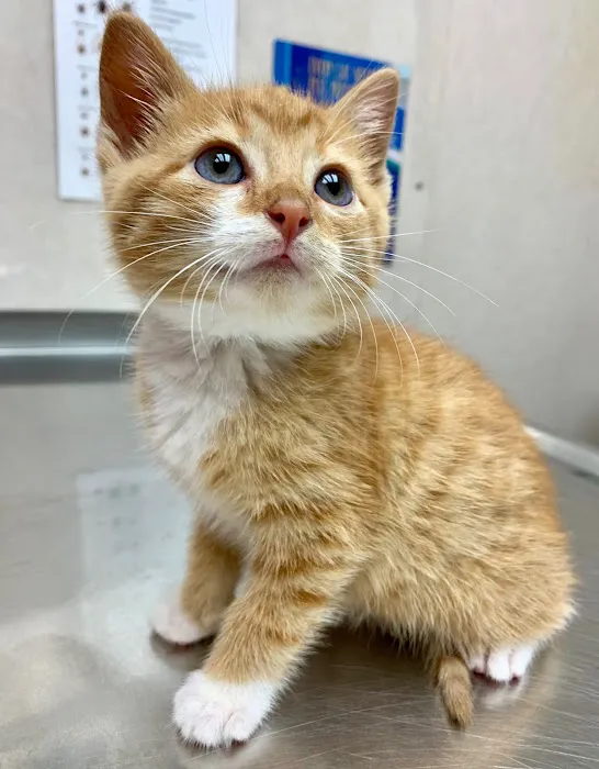 Happy Tales Veterinary Hospital Picture 9