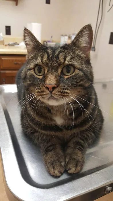 Happy Tales Veterinary Hospital Picture 1