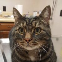Happy Tales Veterinary Hospital ico