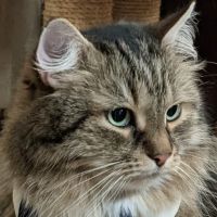 Penn-Ohio Veterinary Services ico
