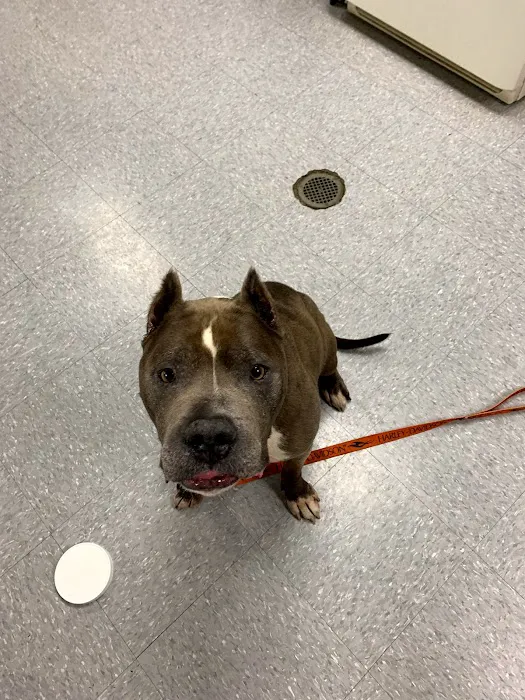 Penn-Ohio Veterinary Services Picture 3
