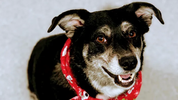 Penn-Ohio Veterinary Services Picture 8