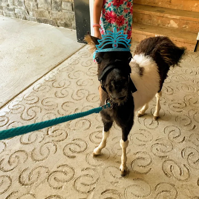 Penn-Ohio Veterinary Services Picture 9