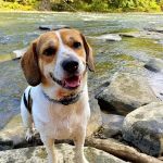 PetVet Vaccination Clinic