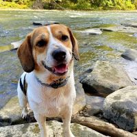 PetVet Vaccination Clinic ico