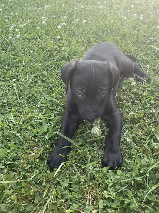 PetVet Vaccination Clinic Picture 6