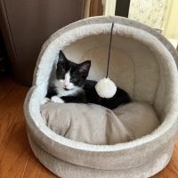 Rainbow Veterinary Hospital ico