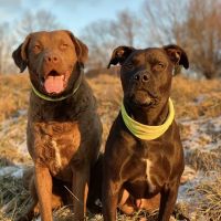 Green Valley Veterinary Hospital ico