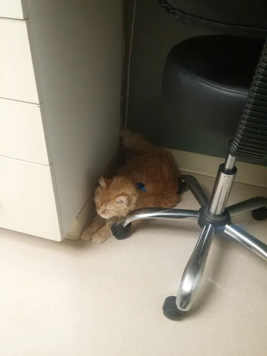 Green Valley Veterinary Hospital Picture 5