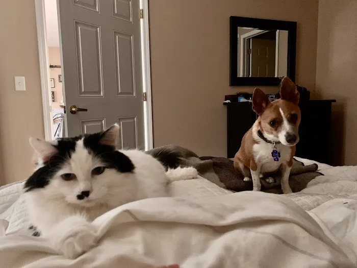 Pets in Harmony Veterinary Hospital Picture 9
