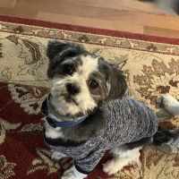 Pets in Harmony Veterinary Hospital ico