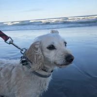 Brady's Run Veterinary Hospital ico
