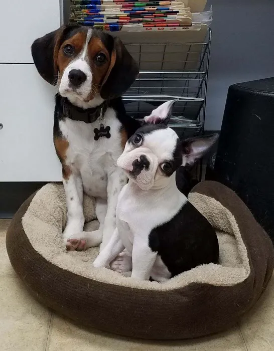 Brady's Run Veterinary Hospital Picture 3