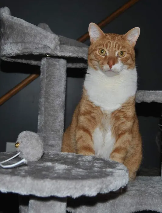 Titusville Veterinary Clinic Picture 3