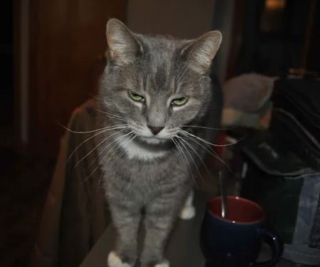 Titusville Veterinary Clinic