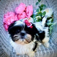 Marley Veterinary Clinic ico