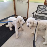 Marley Veterinary Clinic: Turner Amanda DVM ico