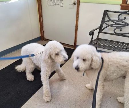 Marley Veterinary Clinic: Turner Amanda DVM