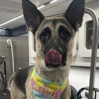 Hilltop Animal Hospital ico