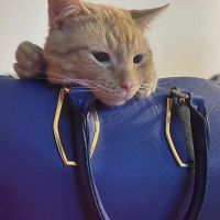 Elm Grove Animal Hospital ico
