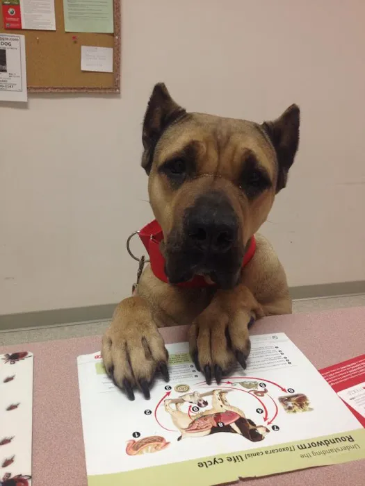 Wheeling Veterinary Associates Picture 6