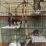 Wheeling Veterinary Associates