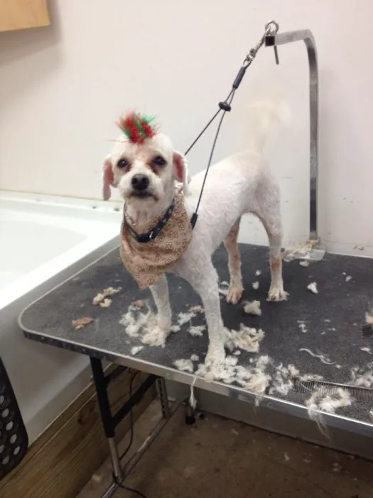 Wheeling Veterinary Associates Picture 7