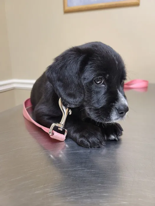 K.E.Y. Animal Hospital Picture 3