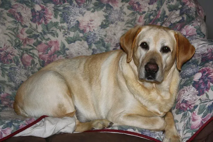 Long Run Pet Hospital Picture 9