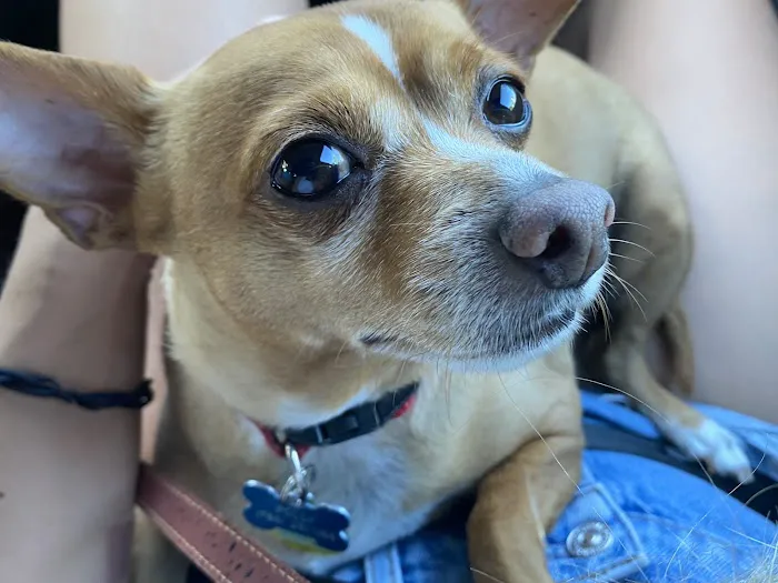Town & Country Animal Hospital Picture 4