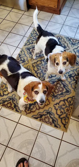 Town & Country Animal Hospital Picture 3