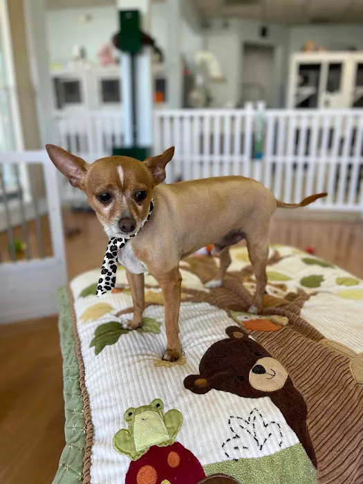 Town & Country Animal Hospital Picture 7