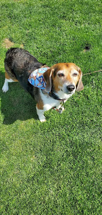 Town & Country Animal Hospital Picture 5