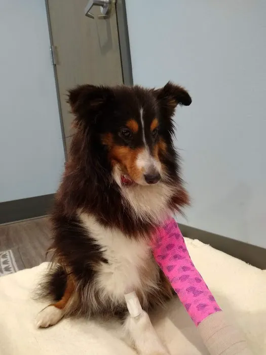 Town & Country Animal Hospital Picture 9