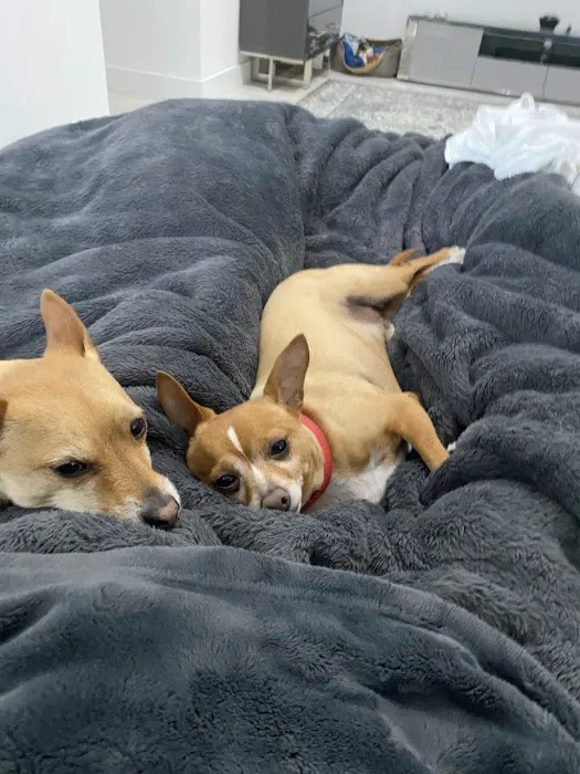 Town & Country Animal Hospital Picture 8