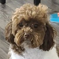 Animal Urgent Care Center ico