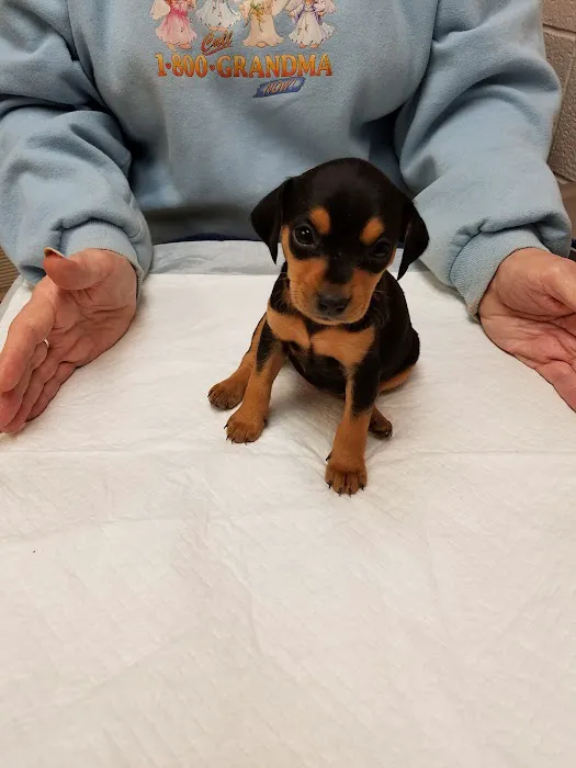 Animal Urgent Care Center Picture 10