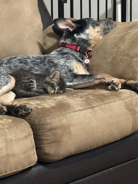 Redwood Veterinary Hospital Picture 4