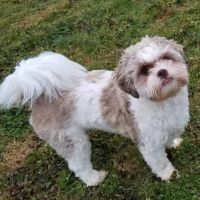 Redwood Veterinary Hospital ico