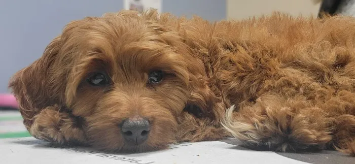Redwood Veterinary Hospital Picture 7