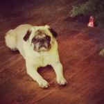 Wintersville Veterinary Hospital